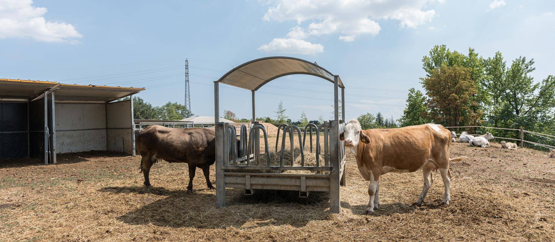 JC-ferro-rosso-allevamento-slider-05