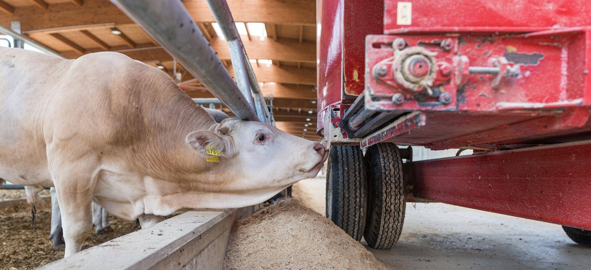 JC-ferro-rosso-allevamento-home-02