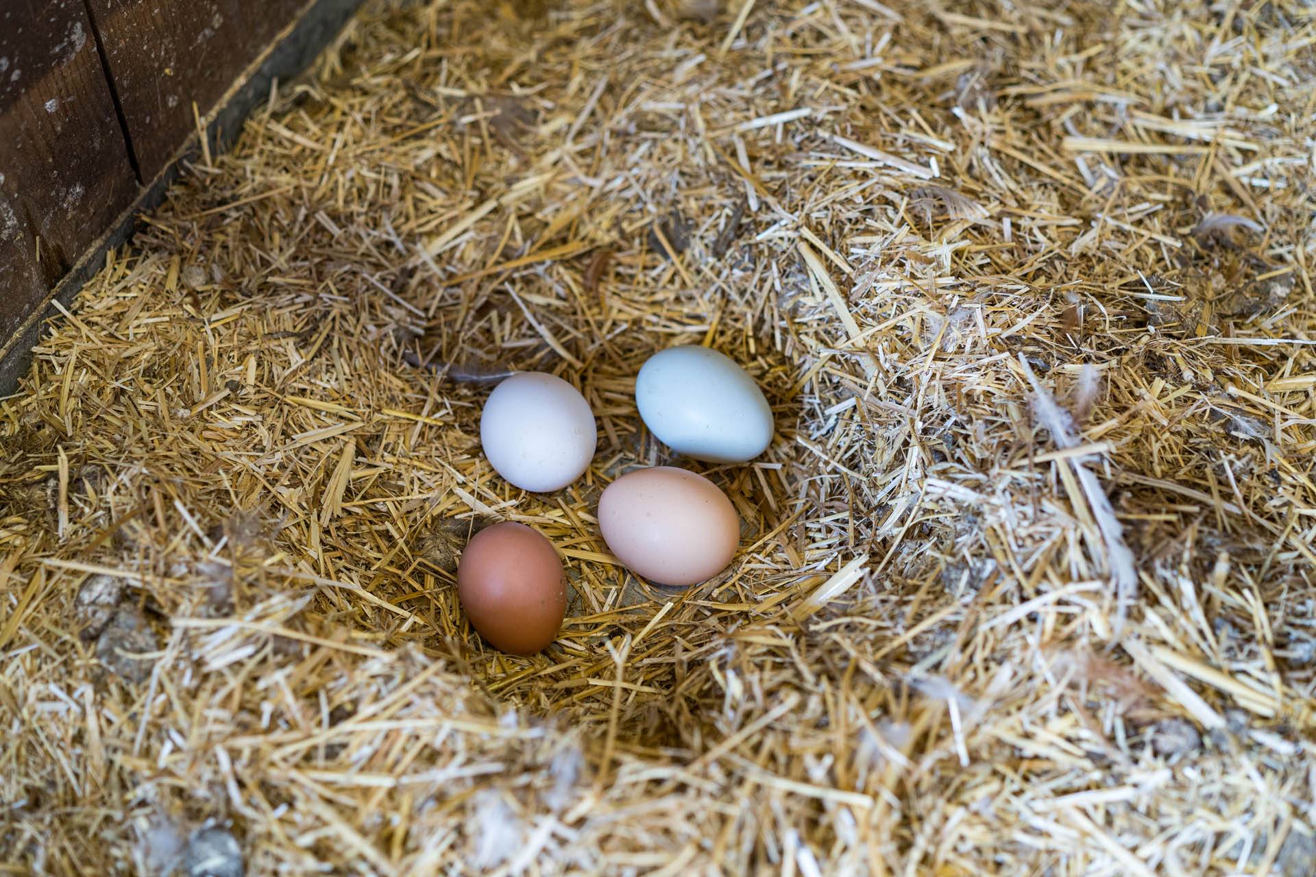 JC-ferro rosso-allevamento (1)