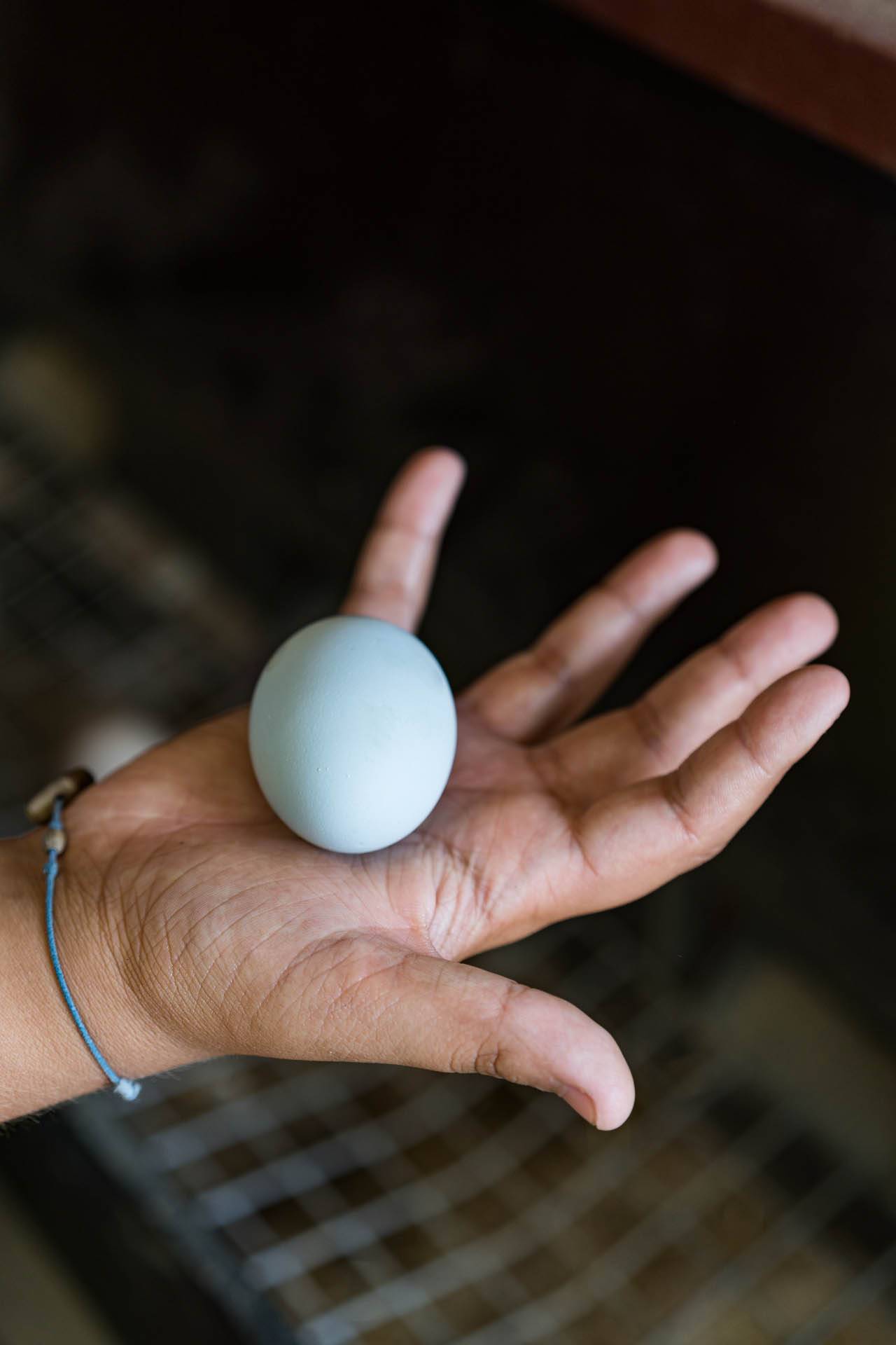 JC-ferro rosso-allevamento (61)