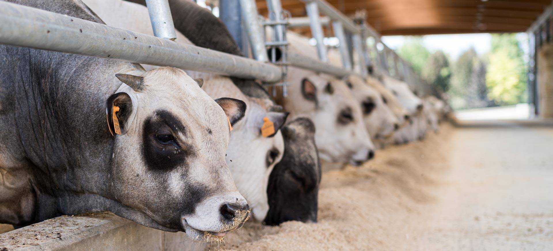 JC-ferro-rosso-allevamento-slider-06