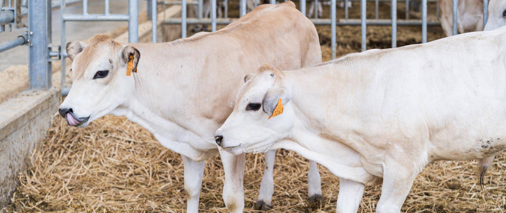 JC-ferro-rosso-allevamento-slider-09