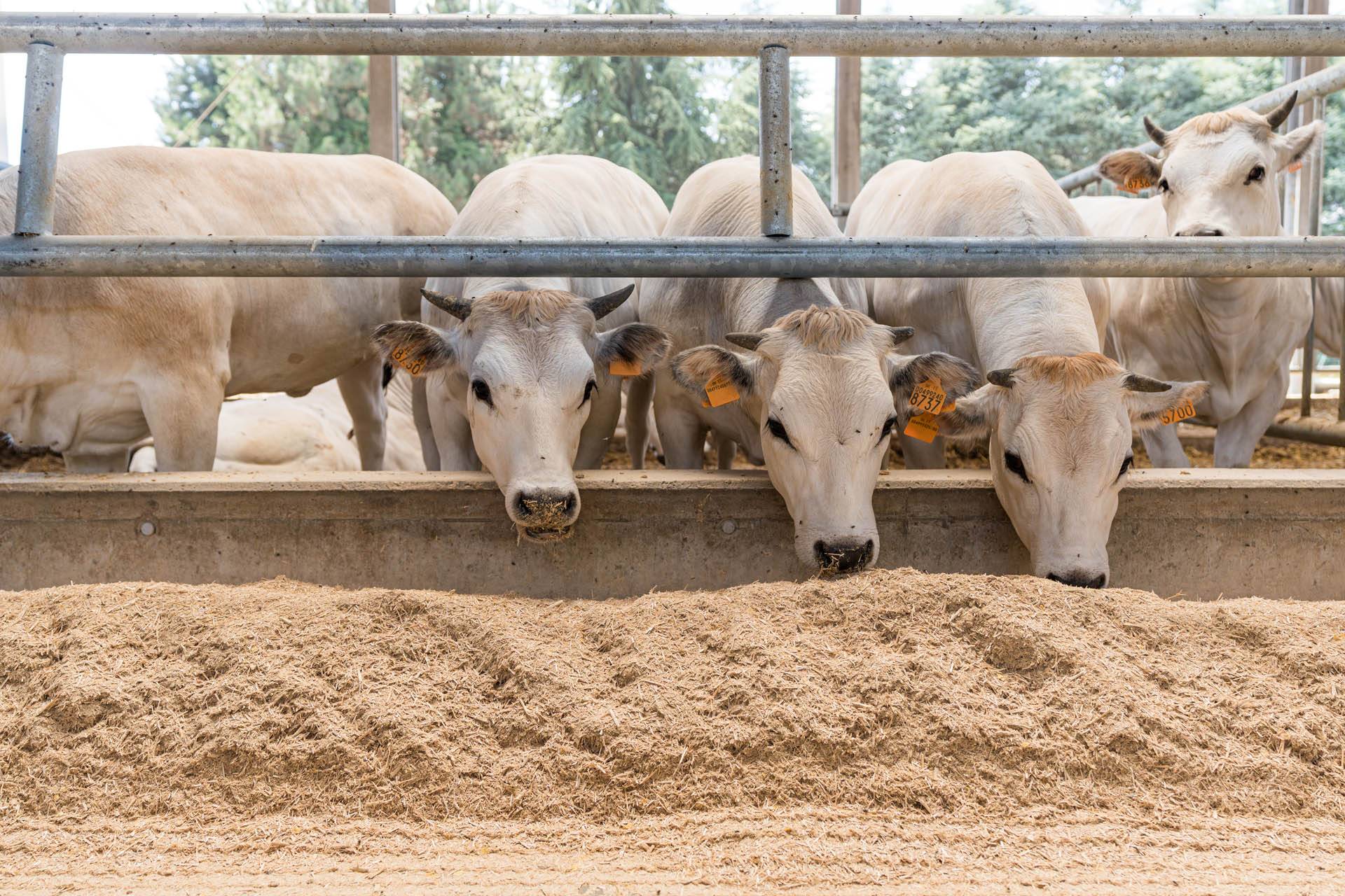 JC-ferro rosso-allevamento (3)