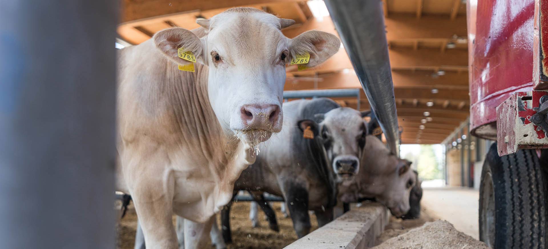 JC-ferro-rosso-allevamento-slider-10