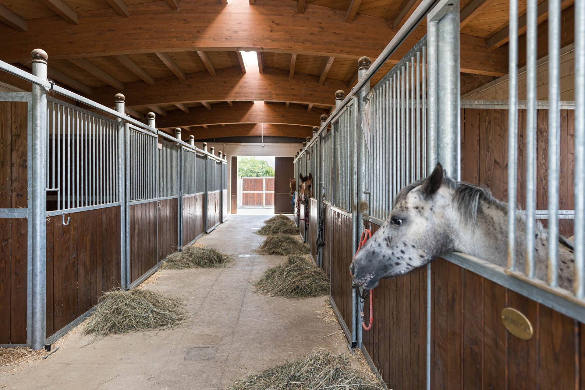 JC-ferro rosso-allevamento (25)