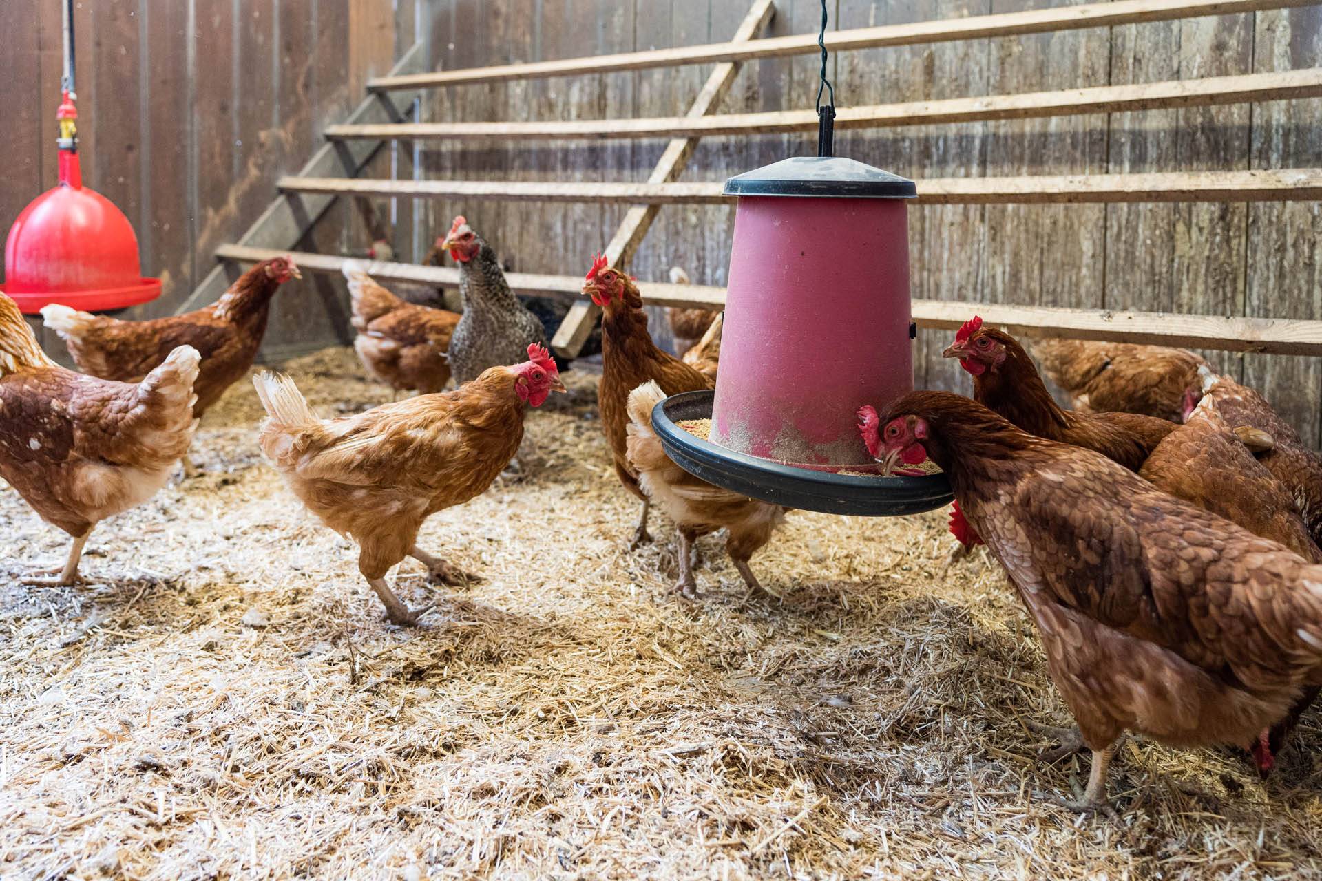 JC-ferro rosso-allevamento (46)