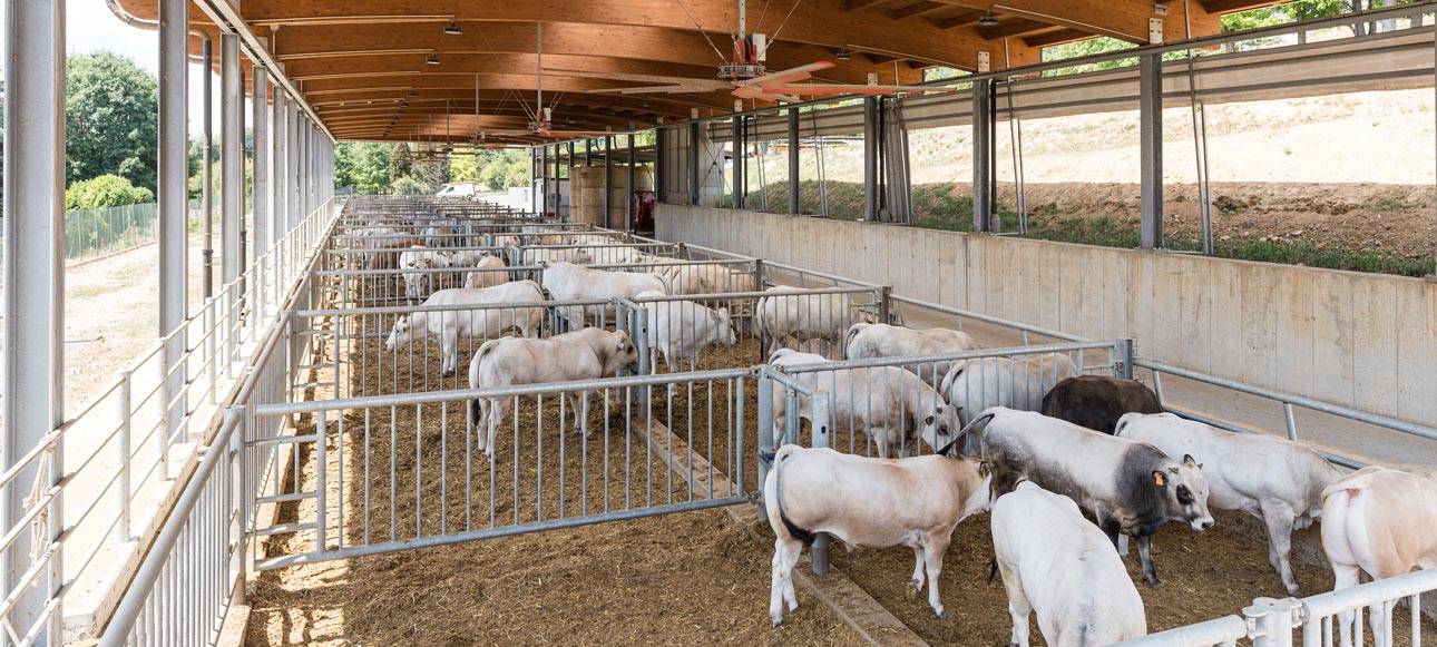 JC-ferro-rosso-allevamento-slider-01