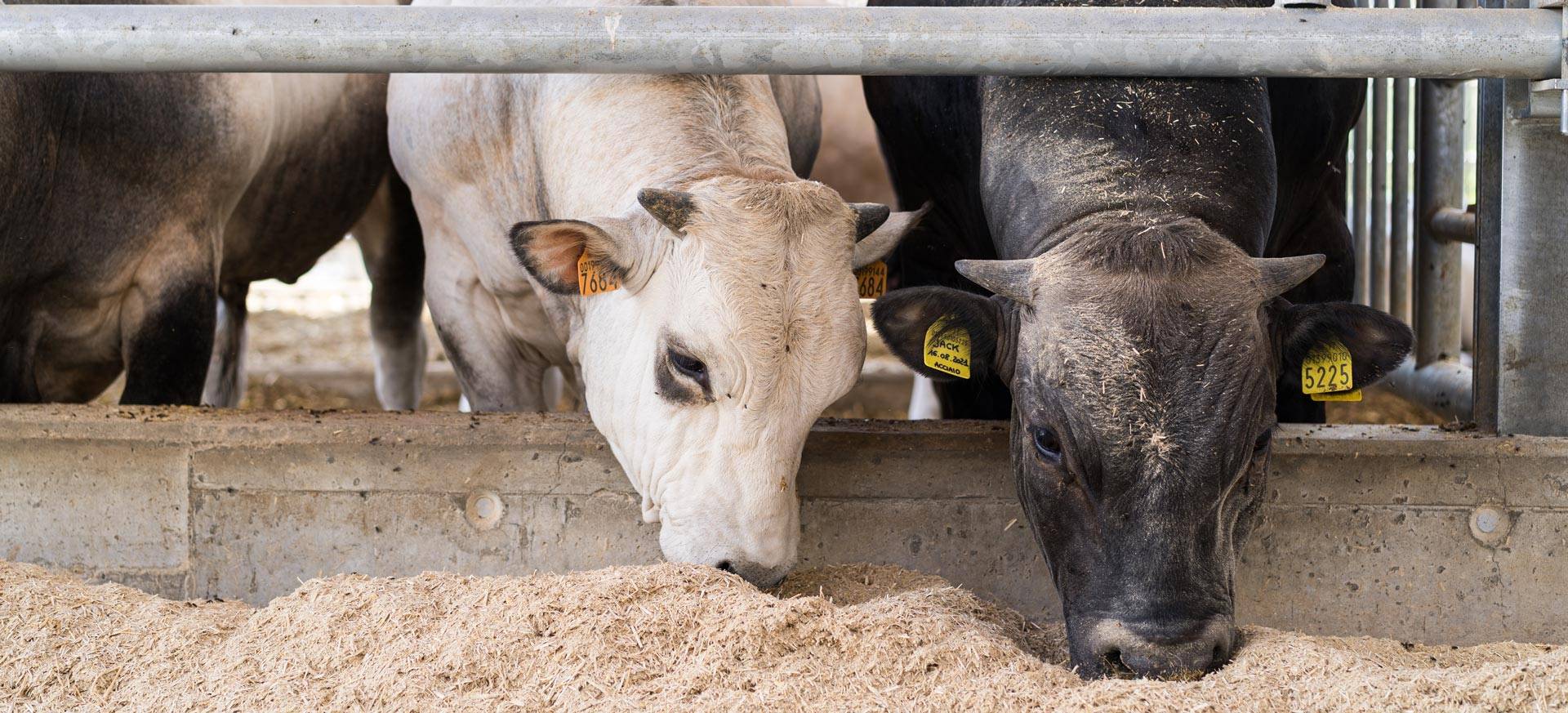 JC-ferro-rosso-allevamento-slider-08