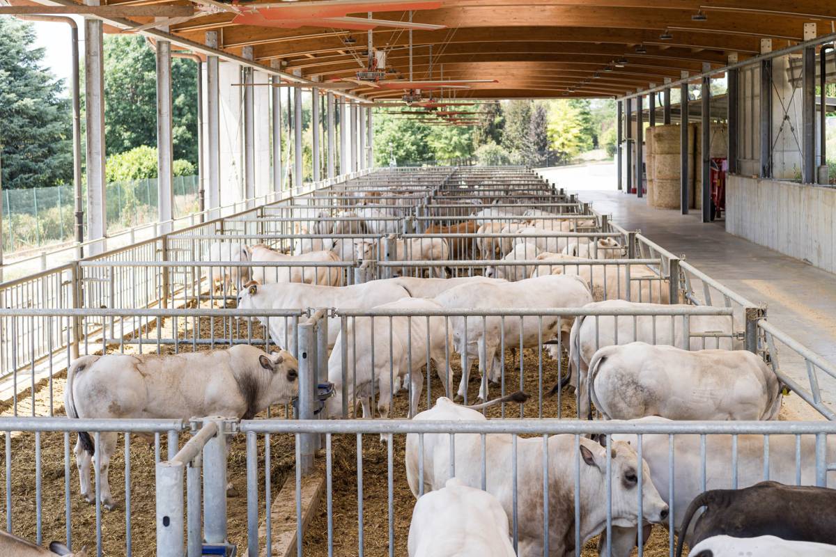 JC-ferro rosso-allevamento (44)